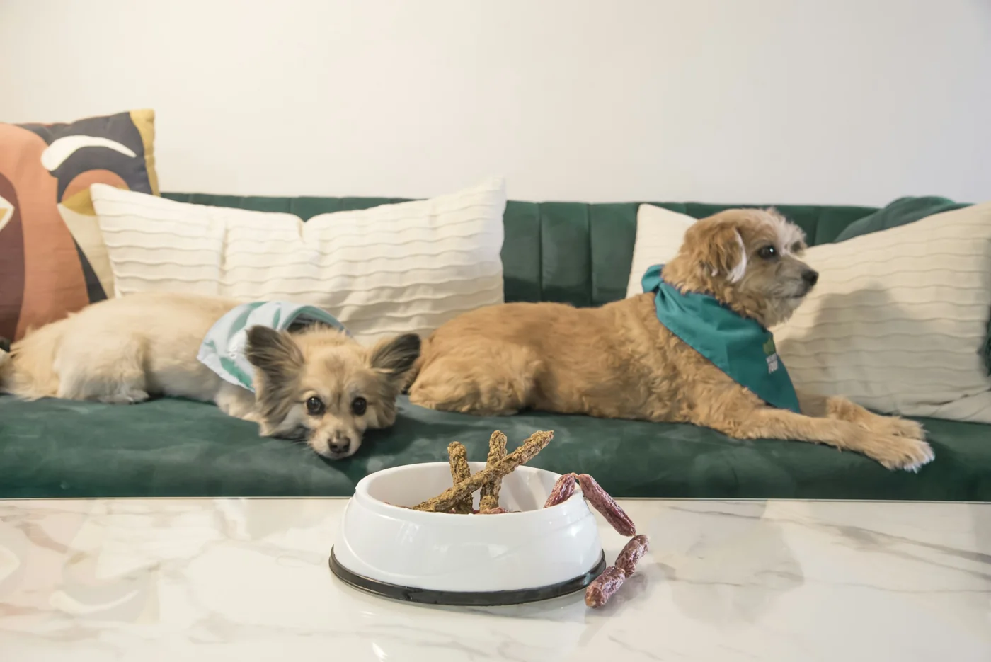 Two dogs wearing bandanas resting on a green sofa, with a bowl on the table in front