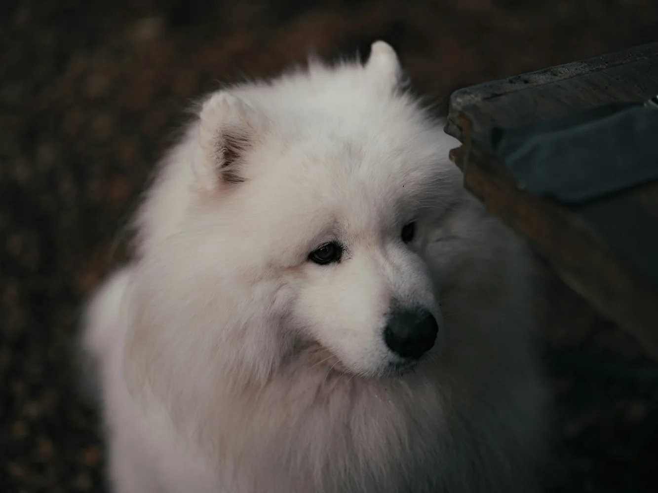 A fluffy white dog outdoors beside a dark container