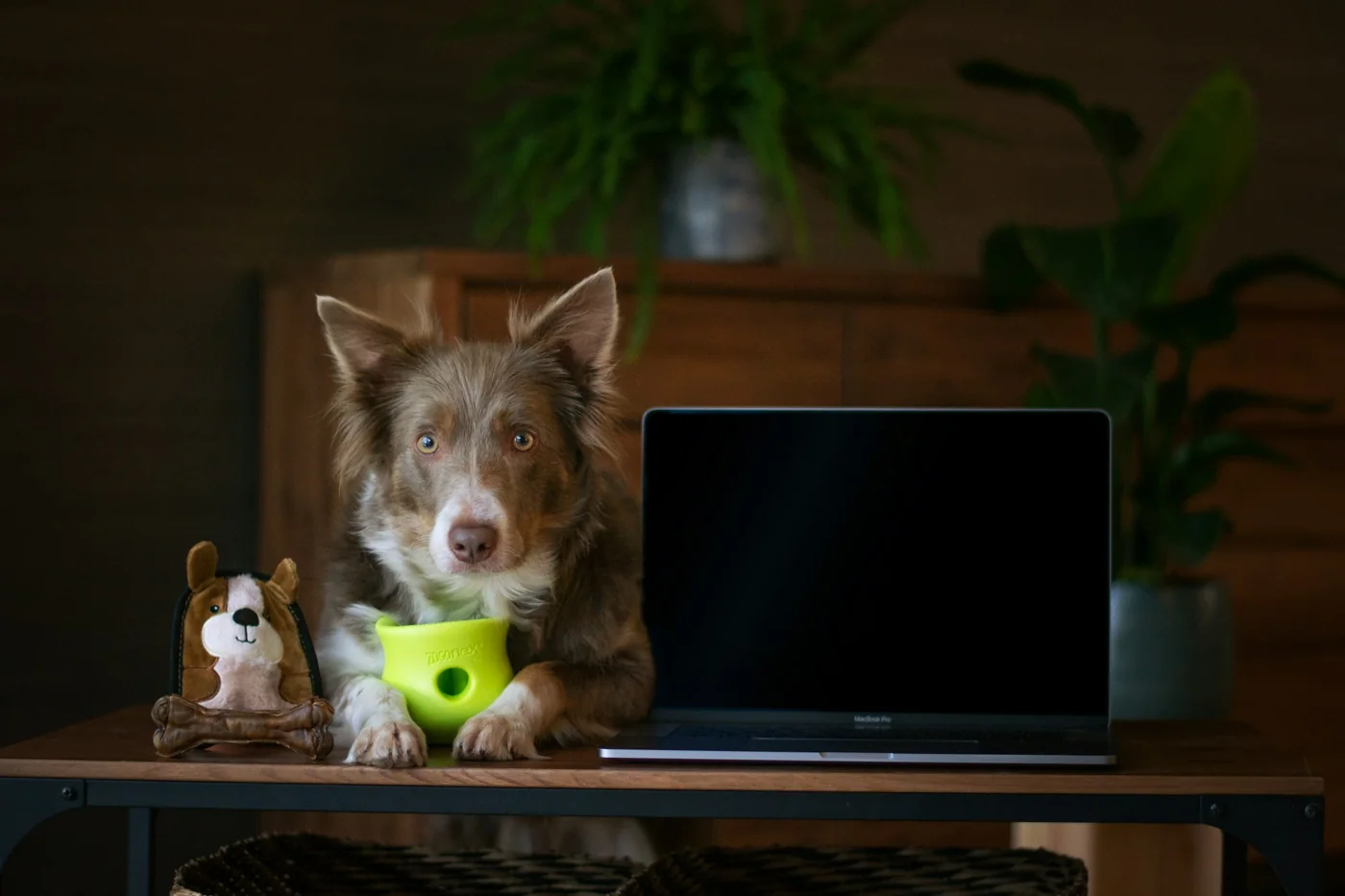 A dog sitting beside a laptop with a blank screen on a wooden table