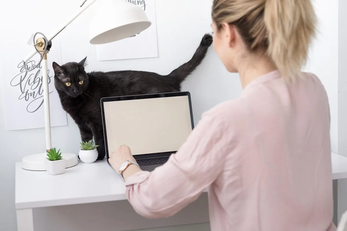 Companion cat beside a person working at a desk at home