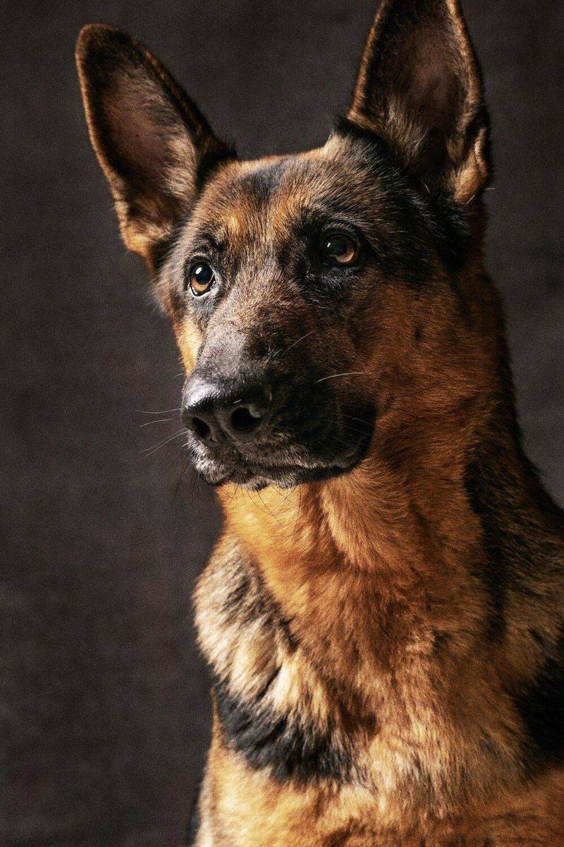 Psychiatric Service Dog in Texas 2026: ADA Rights, Housing & Air Travel Guide Psychiatric Service Dog in Texas 2026: ADA Rights, Housing & Air Travel Guide