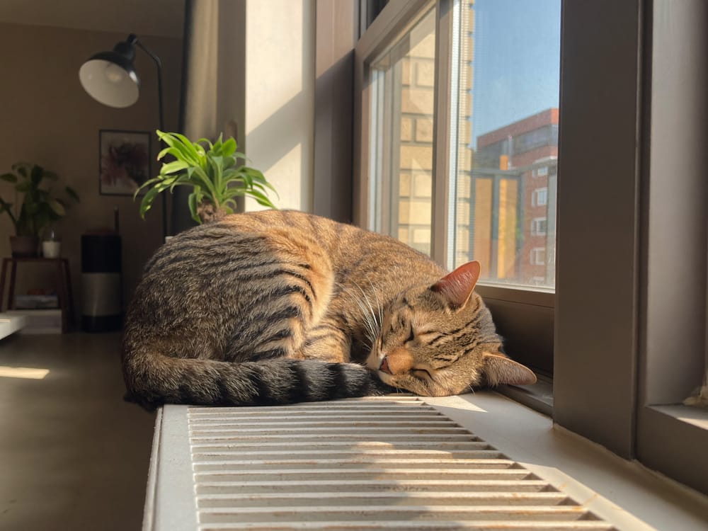 An emotional support cat by the window of a New York apartment
