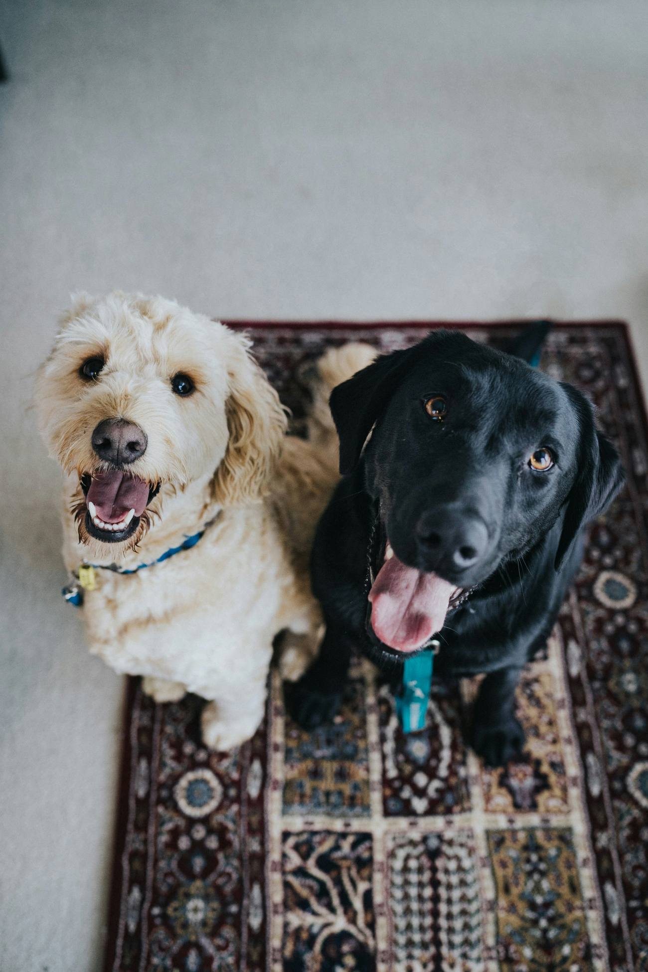 Psychiatric Service Dog in New York 2026: NYC Rights, Housing & Airlines Guide Psychiatric Service Dog in New York 2026: NYC Rights, Housing & Airlines Guide