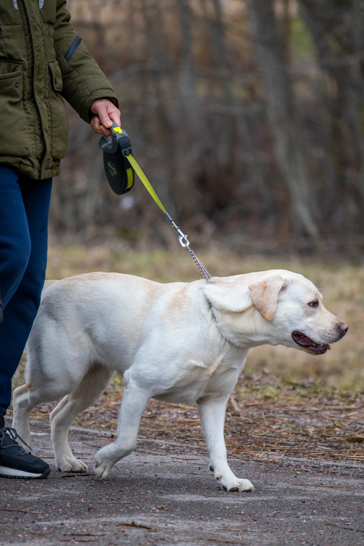 Labrador walking on a lead beside its owner
