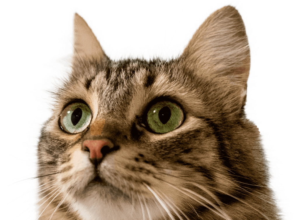lovely cat