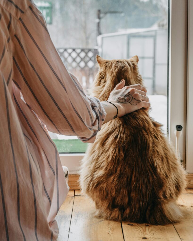 emotional support pet cat with owner