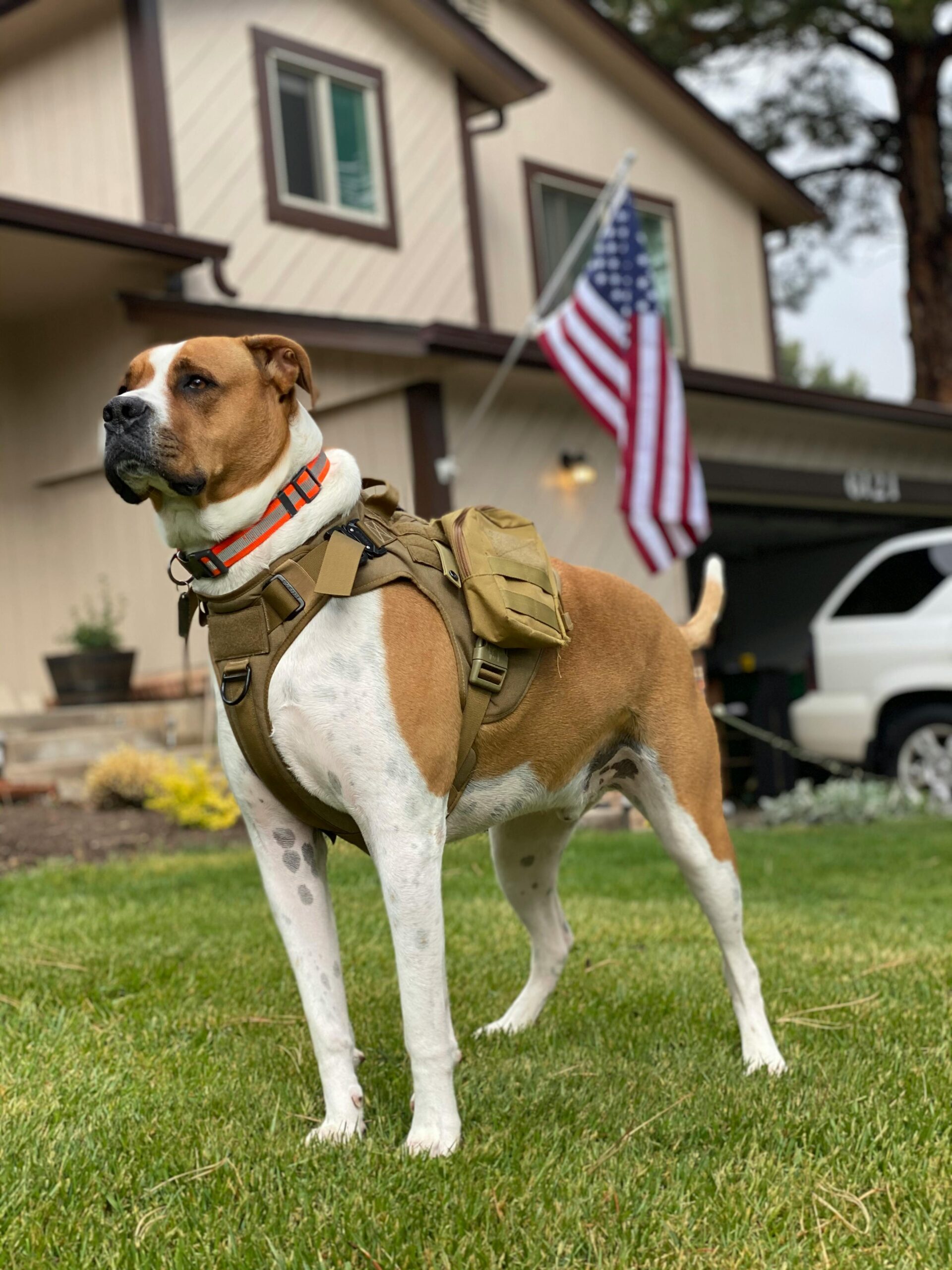 Service dog USA